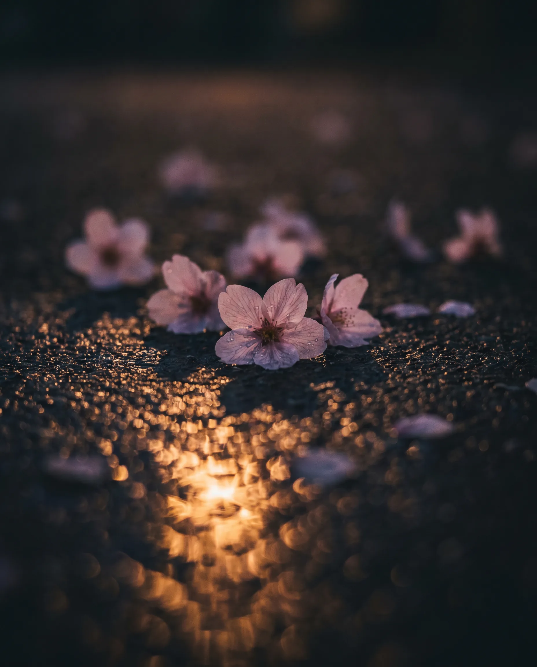 The meaning of sakura in Japanese tattoo